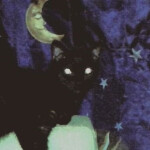 🌙 ｡⋆ 🐈‍⬛