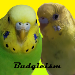 Budgieism