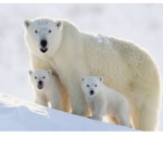 Help The Polar Bears!