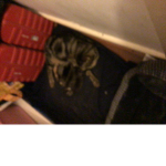 Cat holes