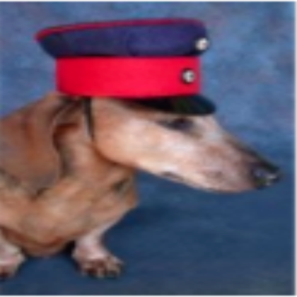 A dog with a funny hat! Roblox decal