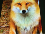 The rEEEE FOX Group