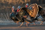 REVENGE OF THE TURKEYS