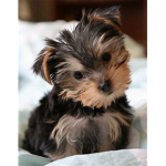 PUPPY HUGS
