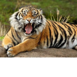 WILD ANIMAL PRODUCTIONS GAMING™©®
