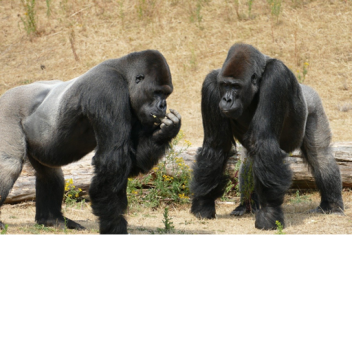 El Mundo De Los Gorilas