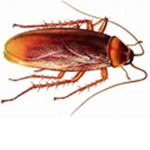 coackroach