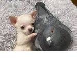 chihuahua gang