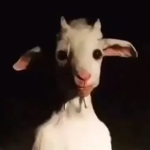 Calogero