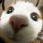 Alek