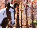 Grand View Ranch
