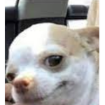 Chill dog