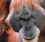 Orangutan Development