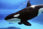 Orca and dolphins