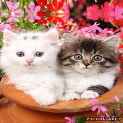 Kitten
