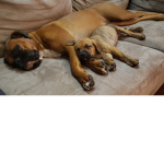 The boxer dog fan club