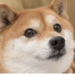 the doge army#