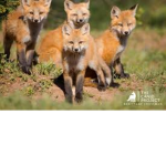 The Fox Family Group