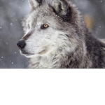 Shadow wolf sqaud