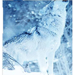 The Wonderful Winter Wolves