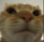 W.T.T