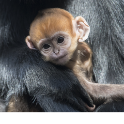The Day That Monkey Returned Back Home