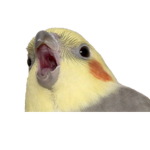 ..:' Bird Clan ':..