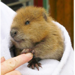 Beaver Club :3