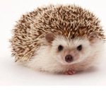 hedgohog