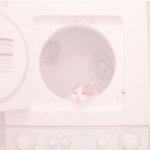 ~Bby Kittens~