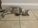Funny picture of a cat lol