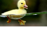 DUCKSQUADS