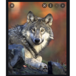 Wolf oo