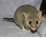 the mouse we love group