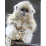 The Little monkeys