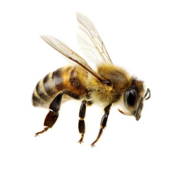 Bee cult meeting place
