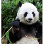 MOON PANDAS