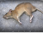 dead rats group