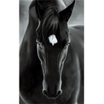 The Horses to Shine