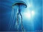 redfrost underwater world