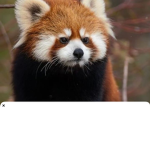 Adorable, red pandas