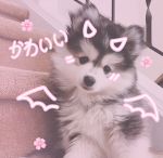 Puppy paws pack