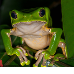 Frogs united (official)