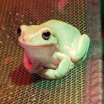 Frog world!!!
