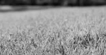 grey grass group