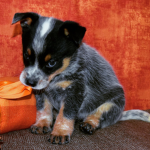 puppyboy