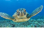 Save The Turtles :)