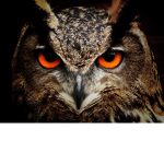Night Owl's Paradise