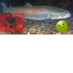 Albanian Fish Studios
