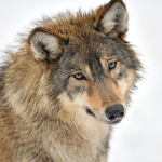 _BLUE_WOLF_